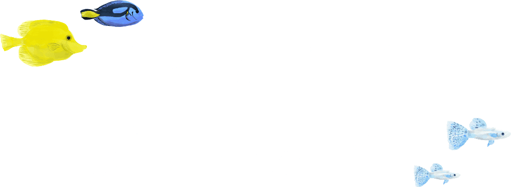 熱帯魚と共に癒しの夜を