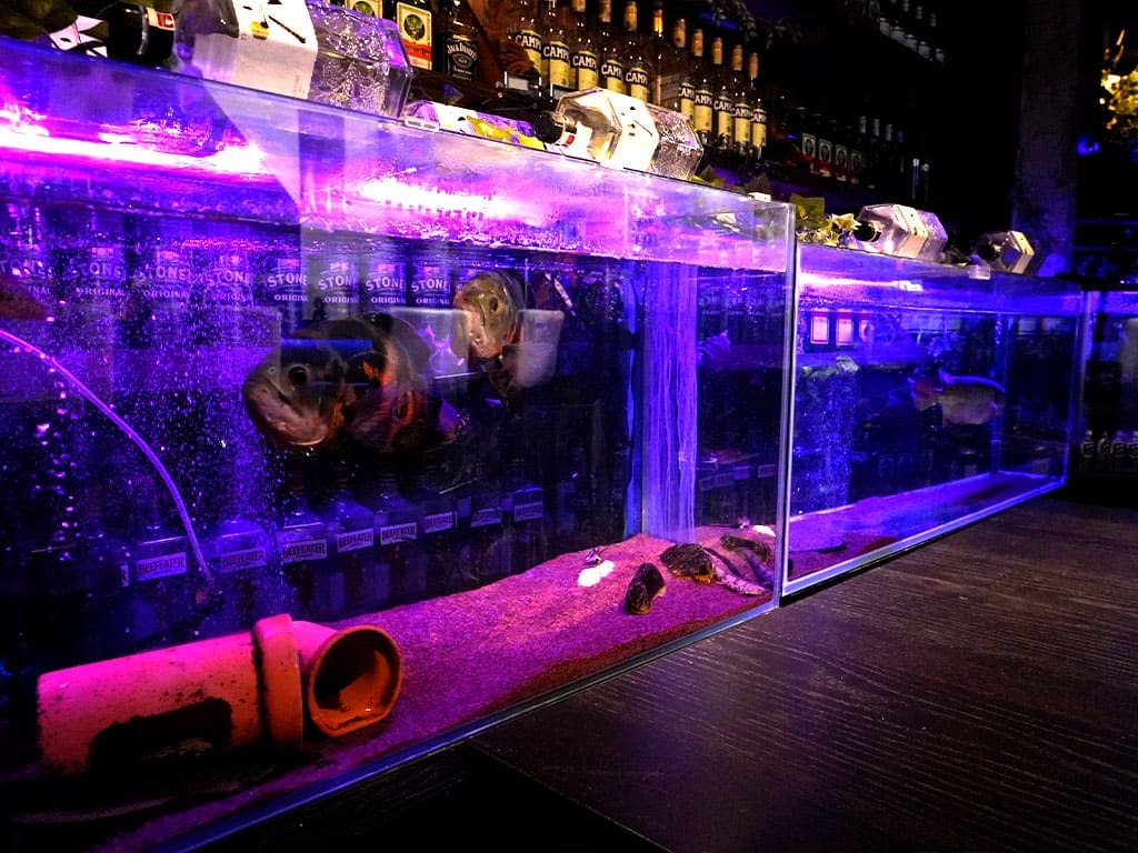 熱帯魚で日々の疲れを癒してください